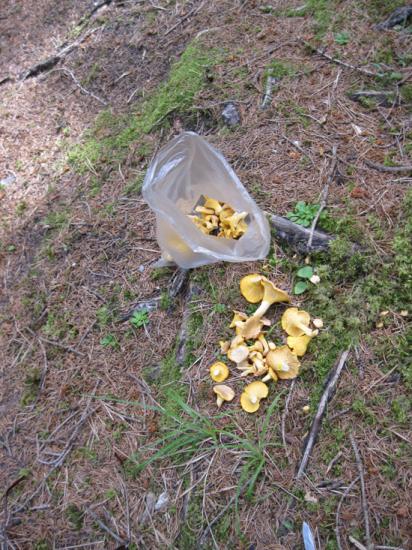 une cueillette de chanterelles